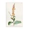 Stupell Industries Scientific Botanical Plant Wall Plaque Art